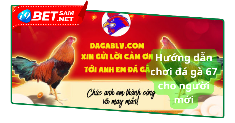 Hướng dẫn chơi tham gia trường đá gà 67 cho người mới