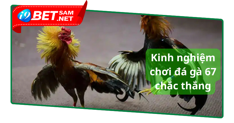 Kinh nghiệm chơi đá gà tại trường gà 67