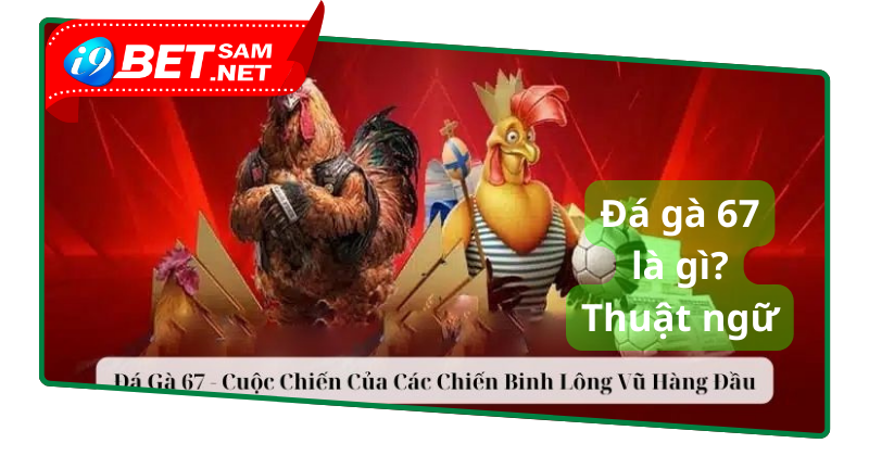 Giới thiệu về trường gà đá 67